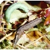 Silver-striped Hawkmoth Hippotion celerio 10 larvae 
